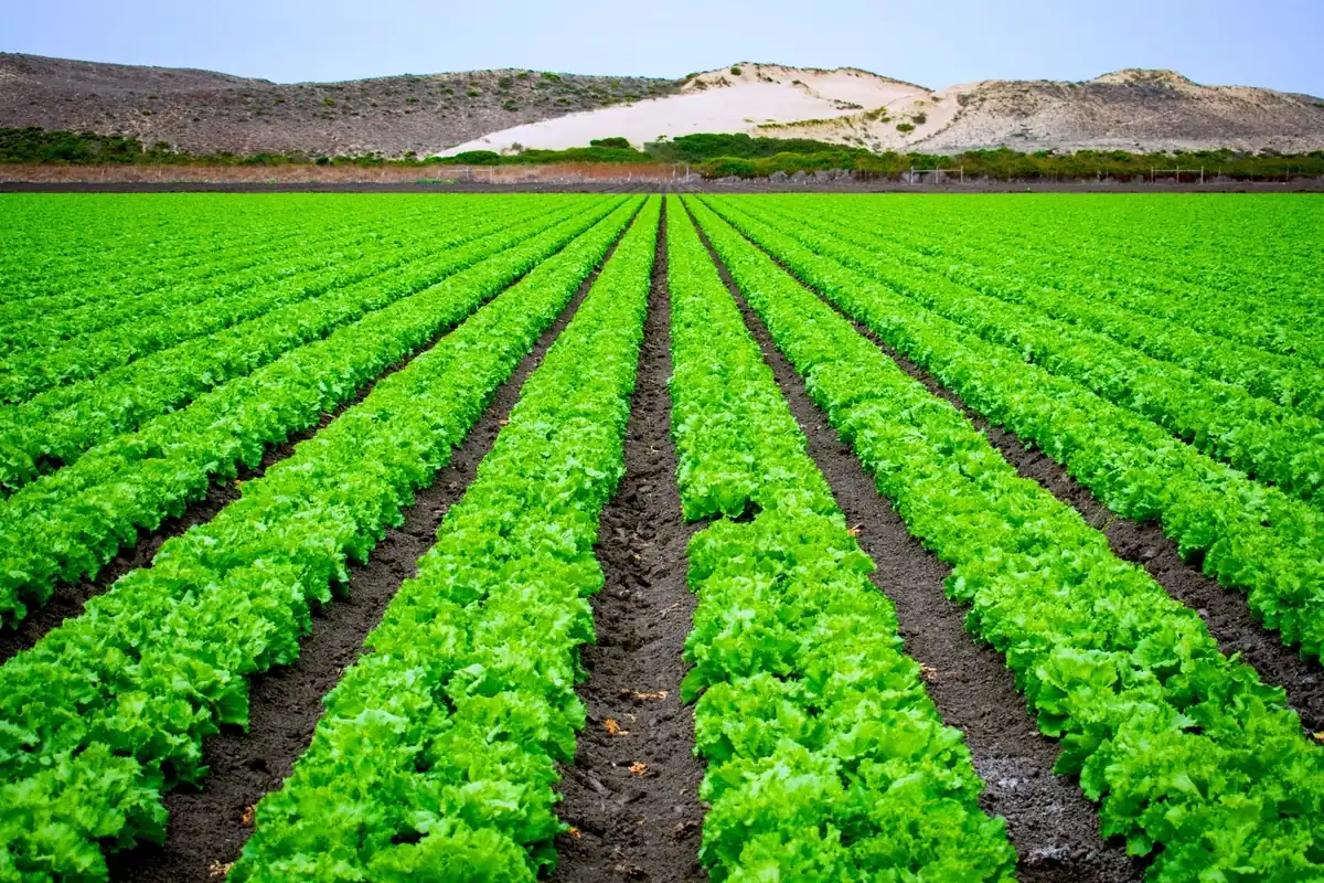 Salinas